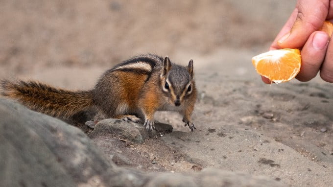 A Per Giving Orange Fruit To A Squirrel